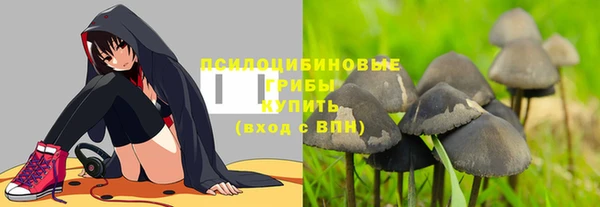 прущие грибы Елизово